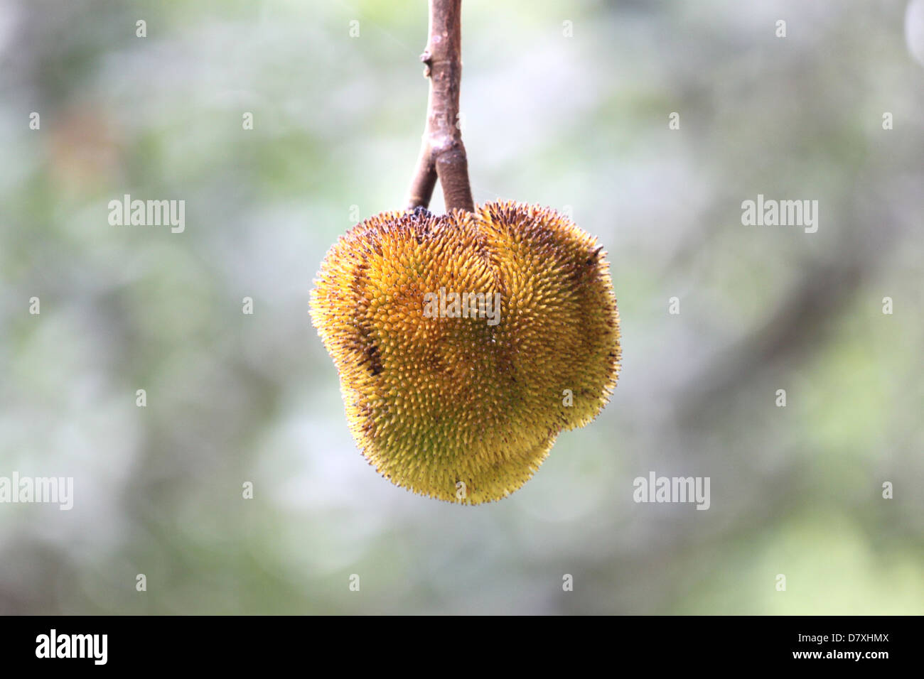Il piccolo Jackfruit ha un sapore dolce. Foto Stock
