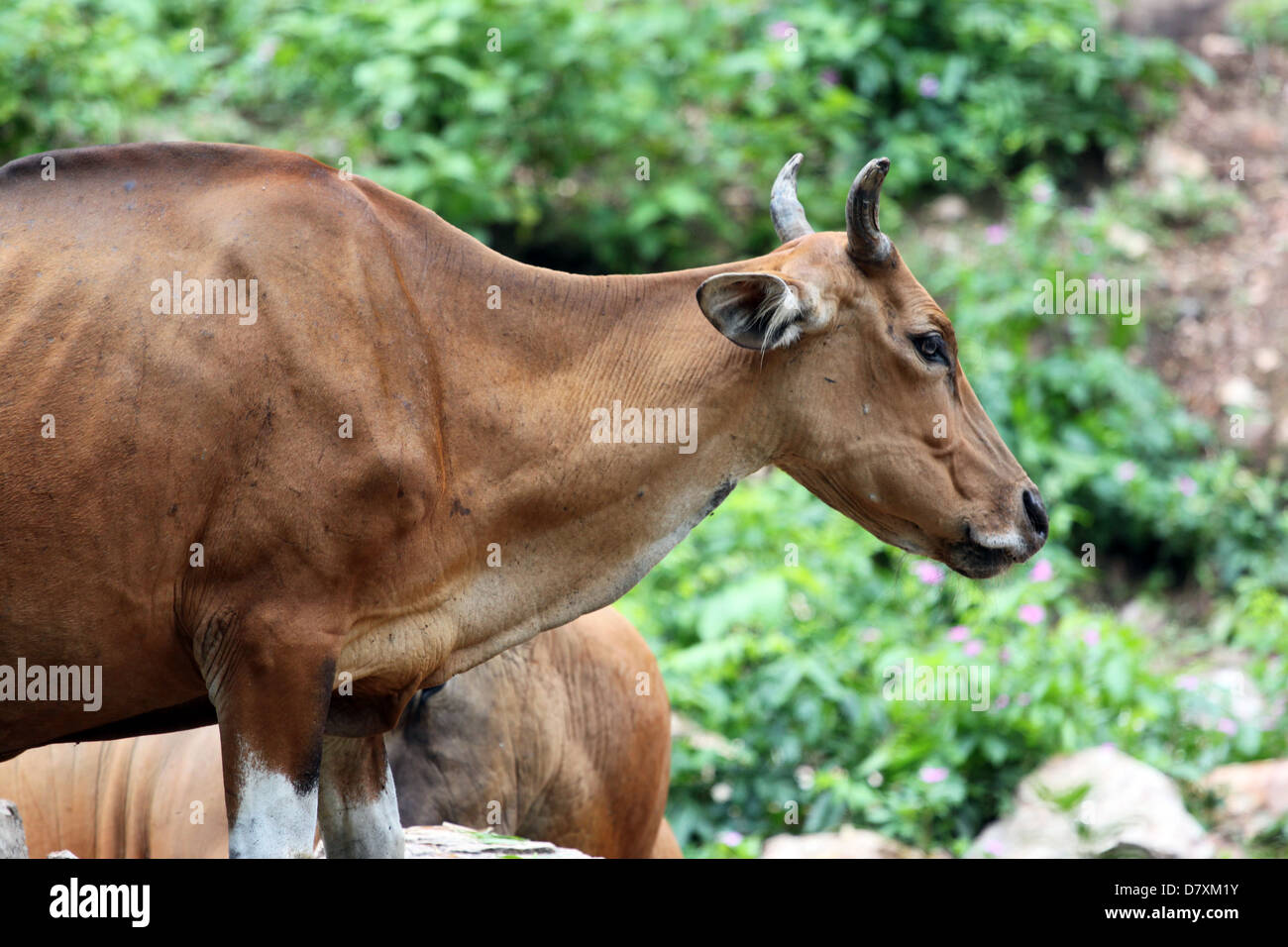 Lato del bovino selvatico in cerca di cibo. Foto Stock