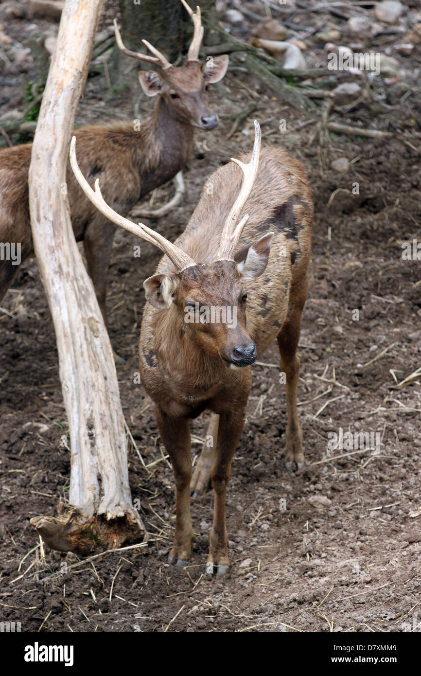 Il cervo selvatico stanno fissando con grande interesse. Foto Stock