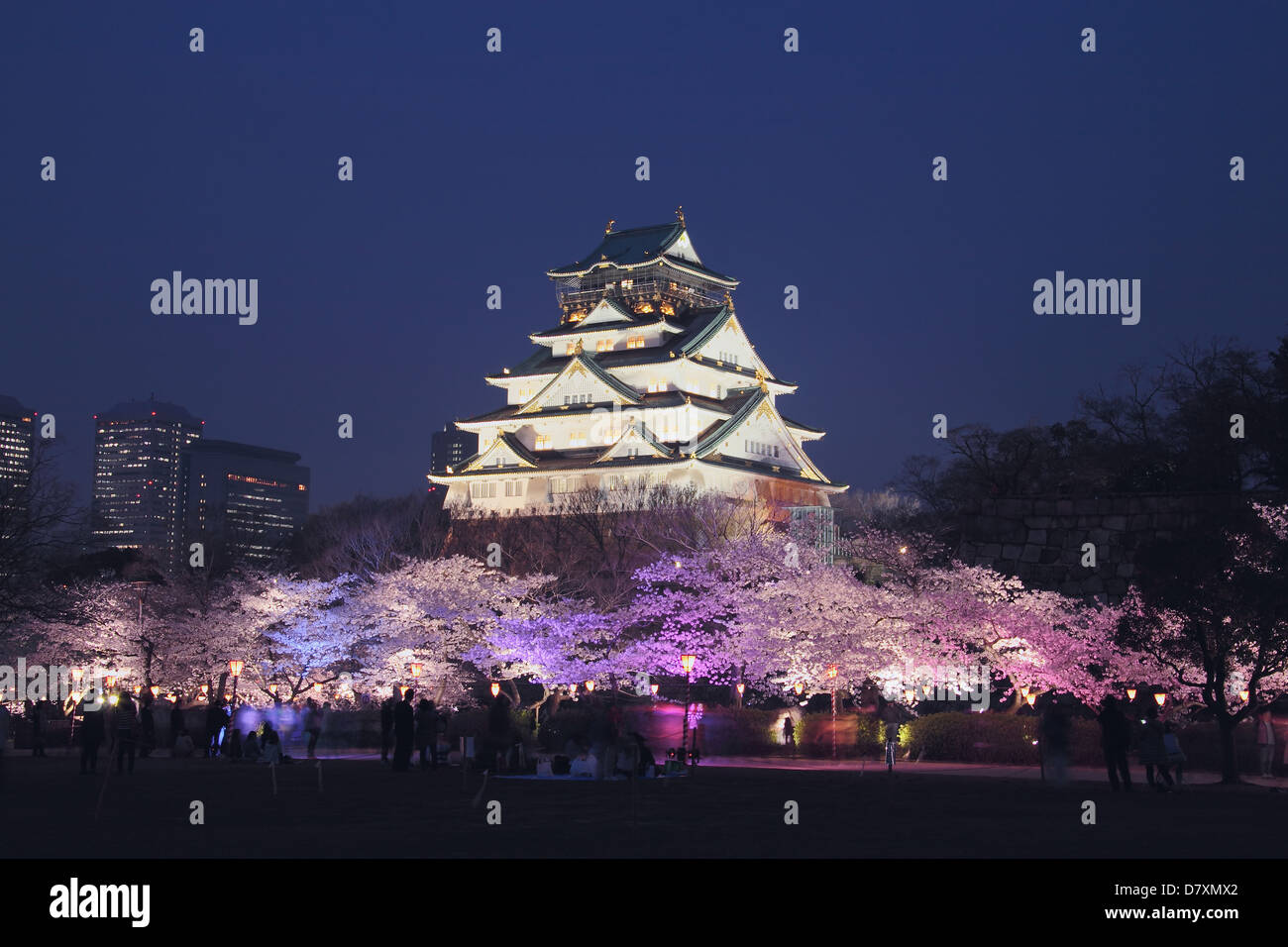 Fiori di Ciliegio alla sera al castello di Osaka Foto Stock