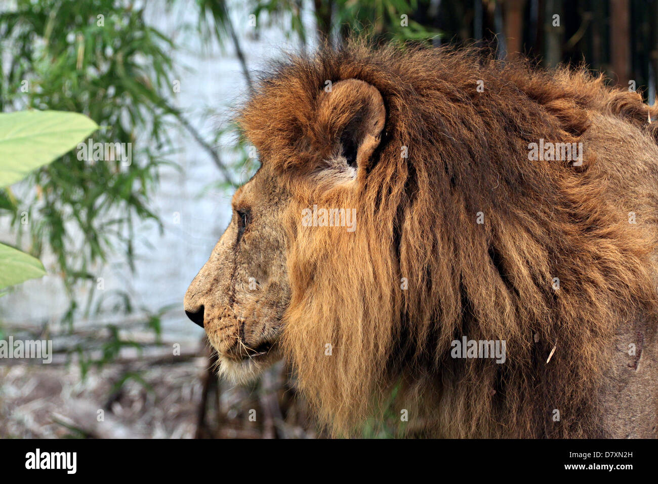 Lato del vecchio leone in cerca di cibo nella foresta. Foto Stock