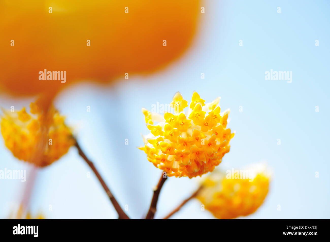 Oriental Paperbush Foto Stock