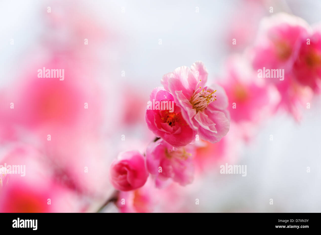 Rosso di prugna Fiore Foto Stock