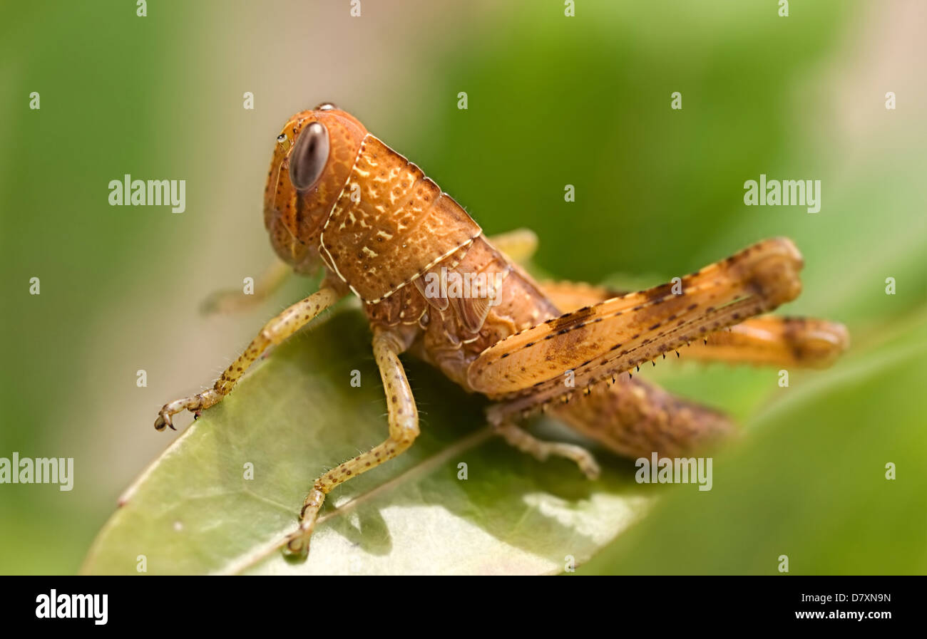 Brown grasshopper un insetto infestante giardino su una foglia verde closeup Foto Stock