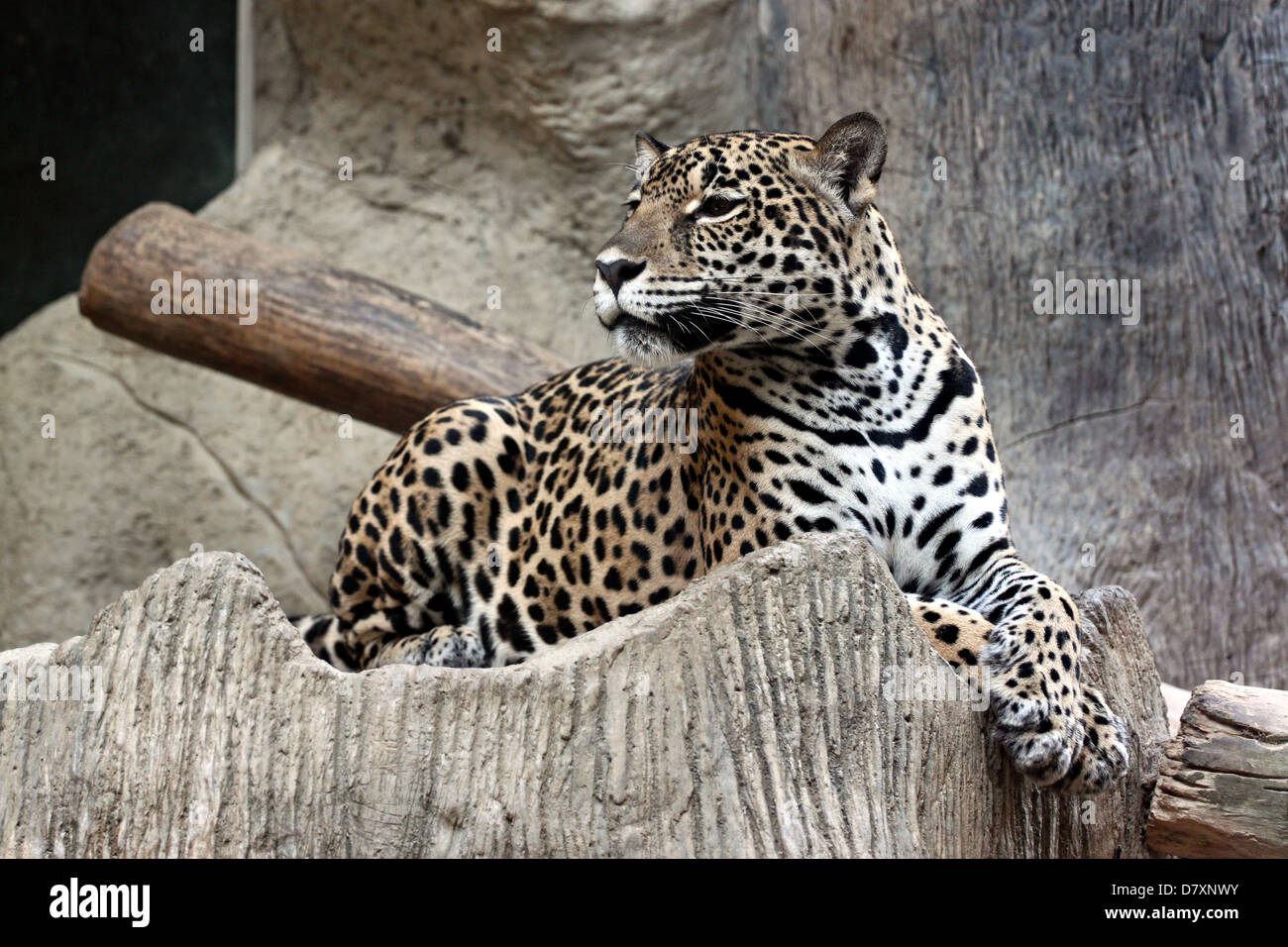 Lato di Leopard è stato guardare la preda. Foto Stock