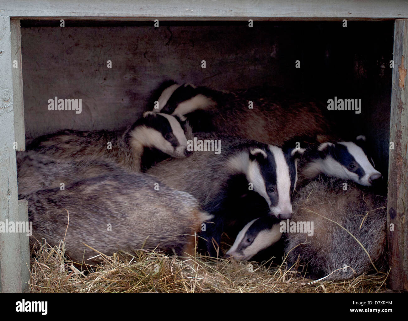 I capretti badgers nel contenitore esterno Foto Stock