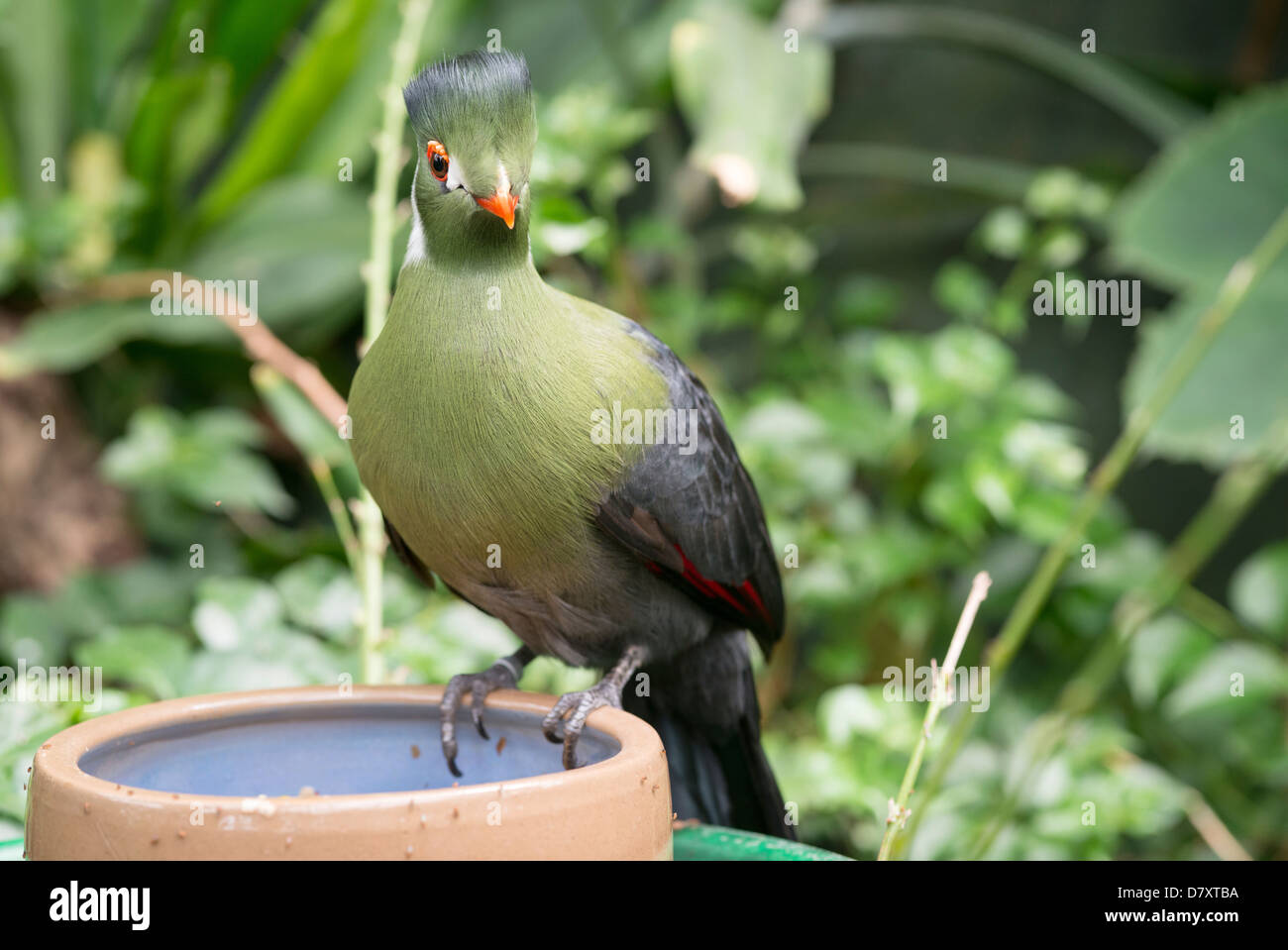 Green touraco bird in olandese zoon Foto Stock