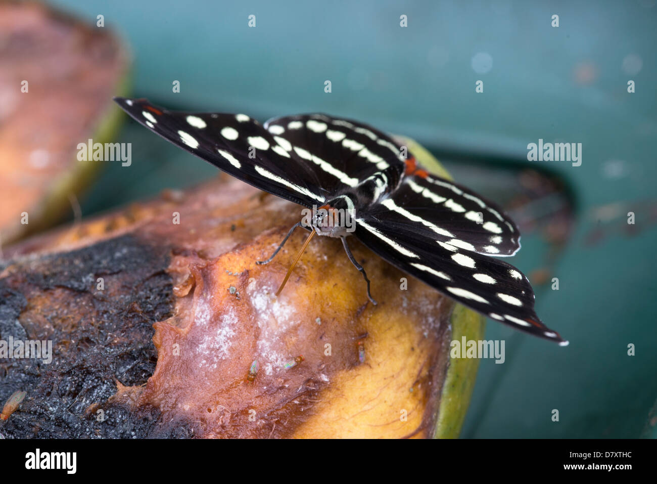 Limenitis camilla farfalla sulla vecchia mela marcia Foto Stock