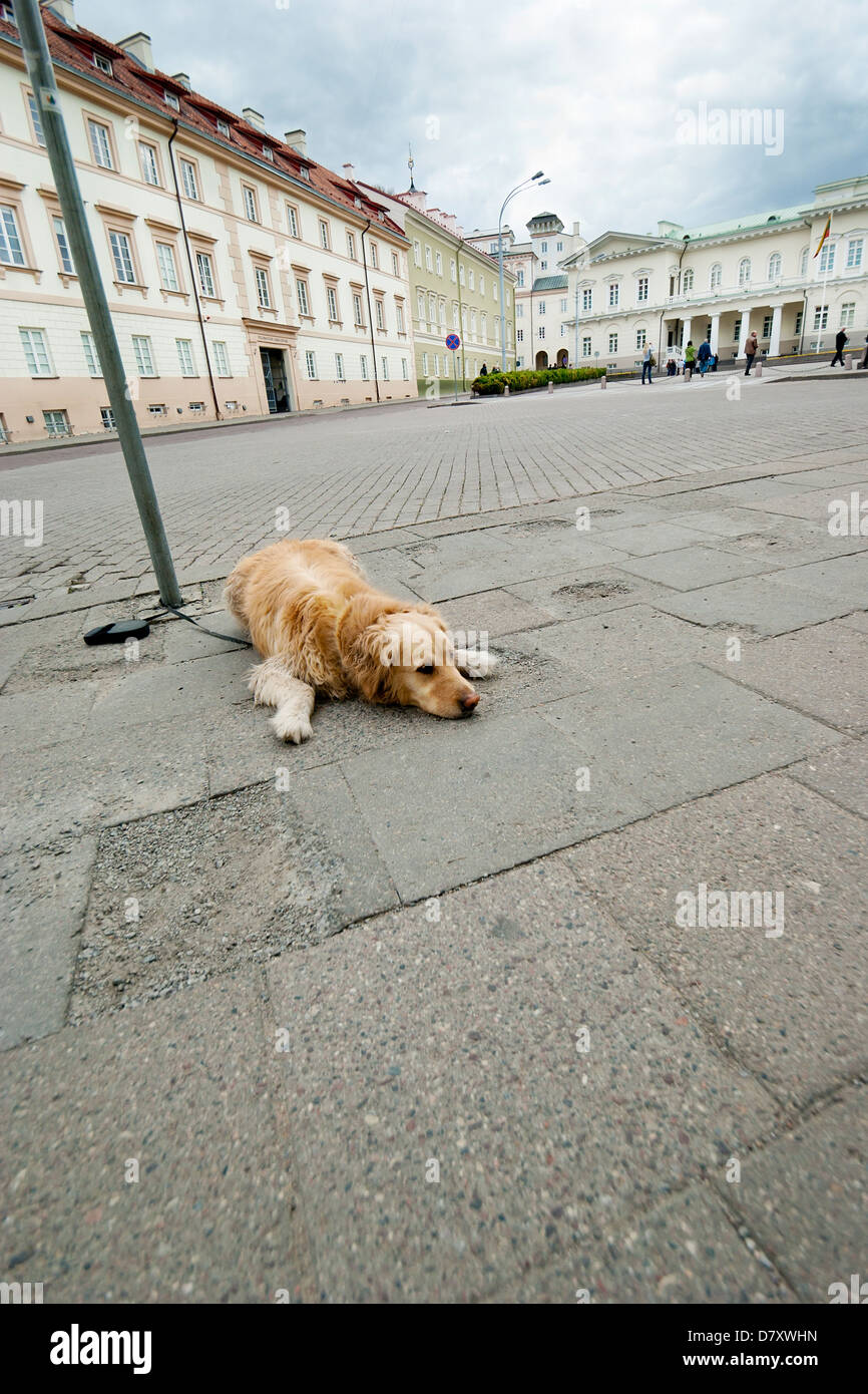 Farò attendere per voi tutti il concetto di vita - il golden terrier attende il proprietario su una piazza della città Foto Stock