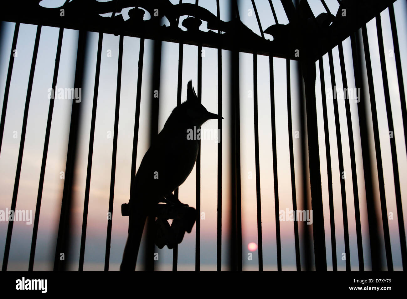 Un costoso song bird viaggi in traghetto da Dom Sak a Koh Phangan Foto Stock