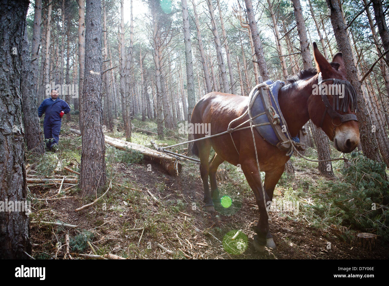A Ezcaray, La Rioja, Spagna. 14 maggio 2013. Muli trascinando abbattuto tronchi di pini durante il diradamento forestale, vicino a Ezcaray, La Rioja, Spagna. Rimozione di tronchi a dorso di mulo comporta meno danni ambientali di foresta rimanente rispetto a metodi meccanici. Foto di James Sturcke/Alamy Live News Foto Stock