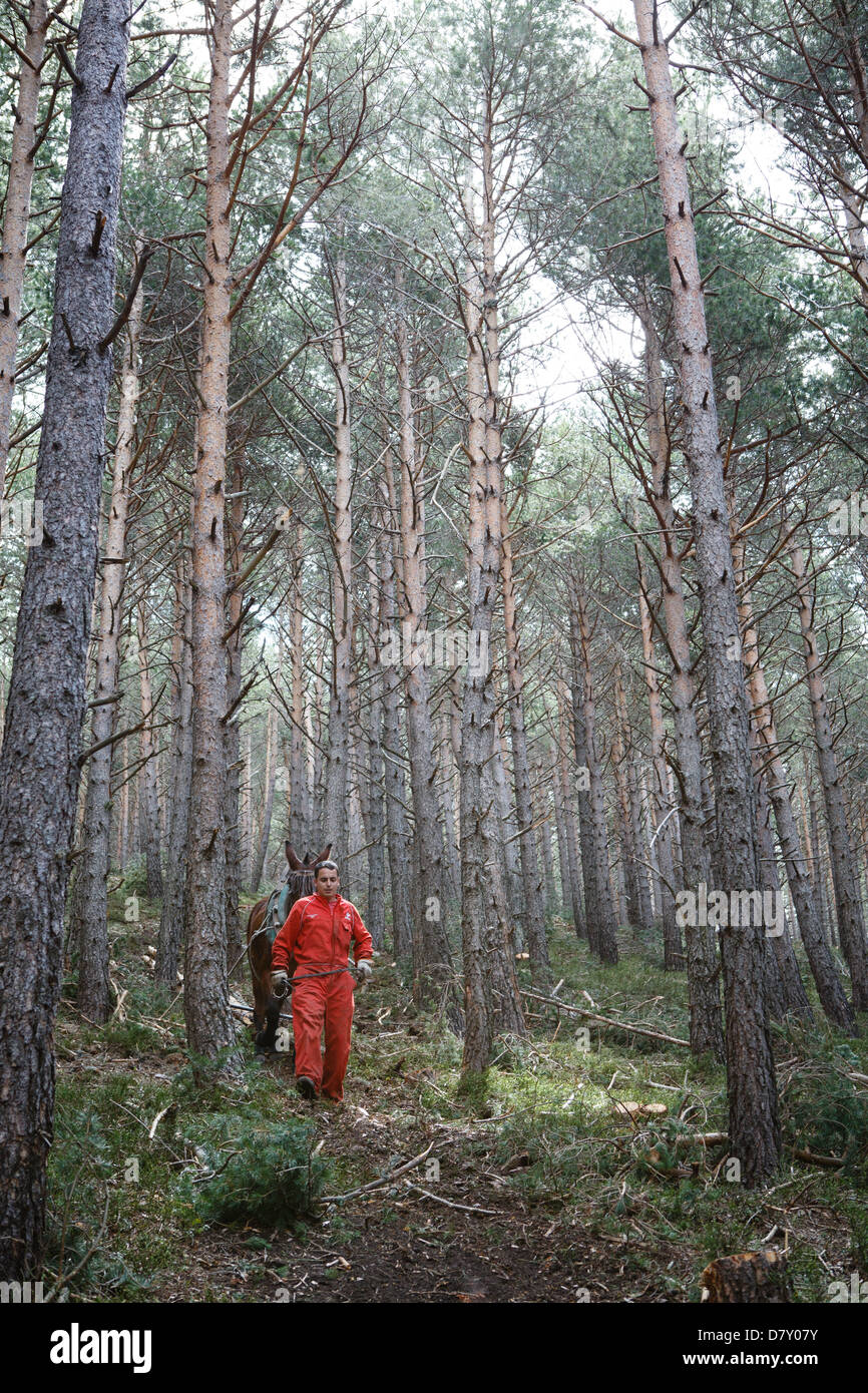 A Ezcaray, La Rioja, Spagna. 14 maggio 2013. Muli trascinando abbattuto tronchi di pini durante il diradamento forestale, vicino a Ezcaray, La Rioja, Spagna. Rimozione di tronchi a dorso di mulo comporta meno danni ambientali di foresta rimanente rispetto a metodi meccanici. Foto di James Sturcke/Alamy Live News Foto Stock