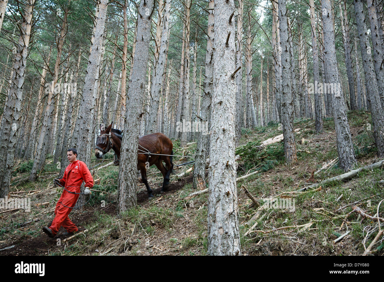 A Ezcaray, La Rioja, Spagna. 14 maggio 2013. Muli trascinando abbattuto tronchi di pini durante il diradamento forestale, vicino a Ezcaray, La Rioja, Spagna. Rimozione di tronchi a dorso di mulo comporta meno danni ambientali di foresta rimanente rispetto a metodi meccanici. Foto di James Sturcke/Alamy Live News Foto Stock