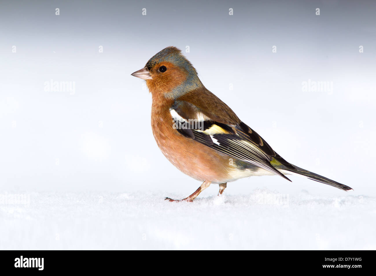 Fringuello sulla neve Foto Stock