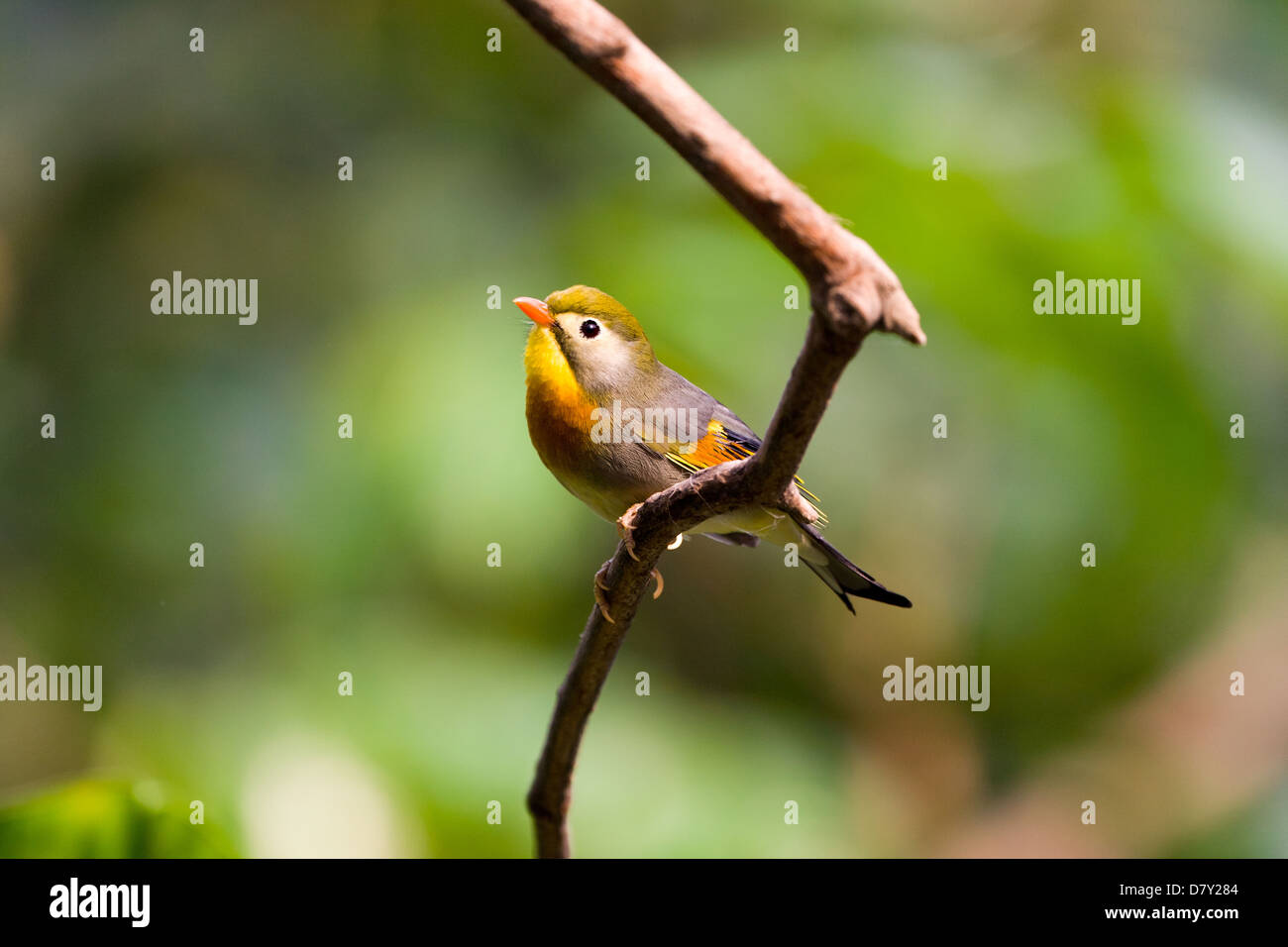 Rosso-fatturati leiothrix Foto Stock