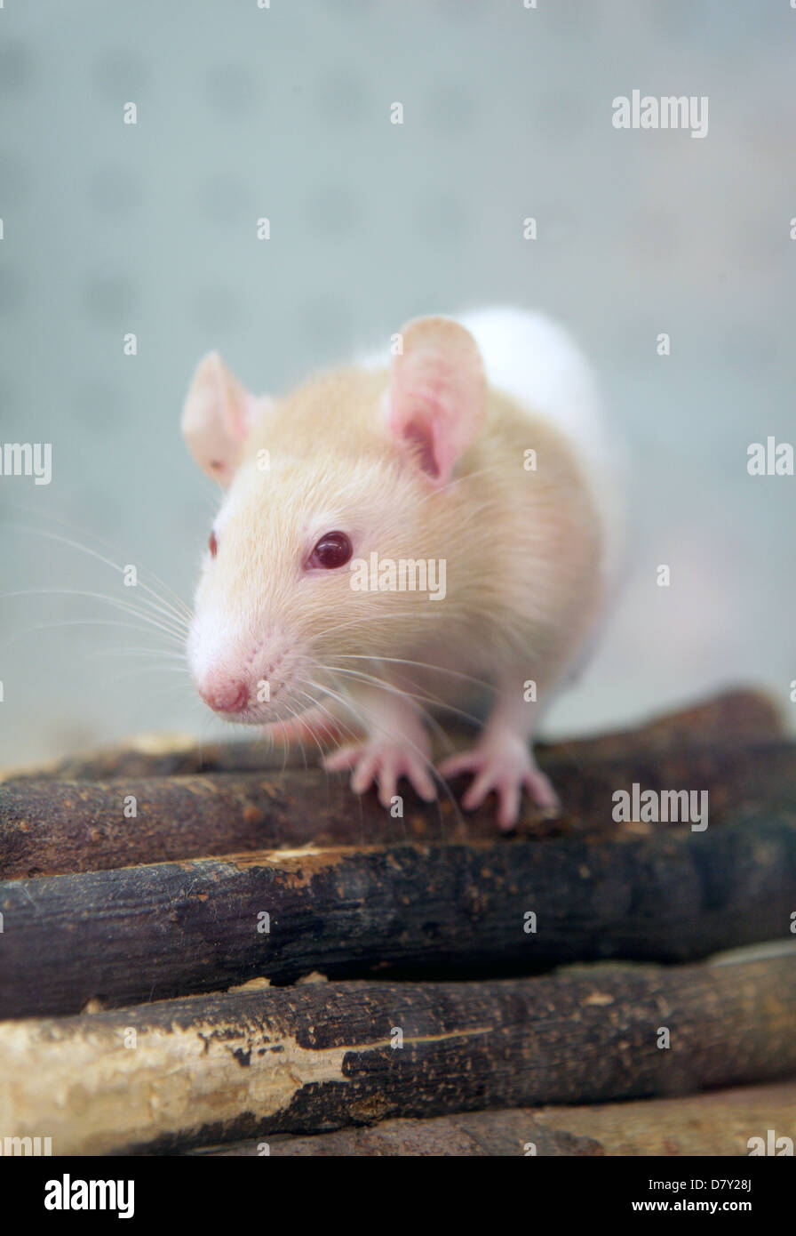 Il Pet di ratto adulto singolo su un registro REGNO UNITO Foto Stock