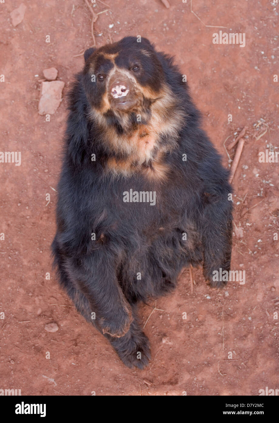 Orso andino Tremarctos ornatus singolo adulto standing UK, Captive Foto Stock