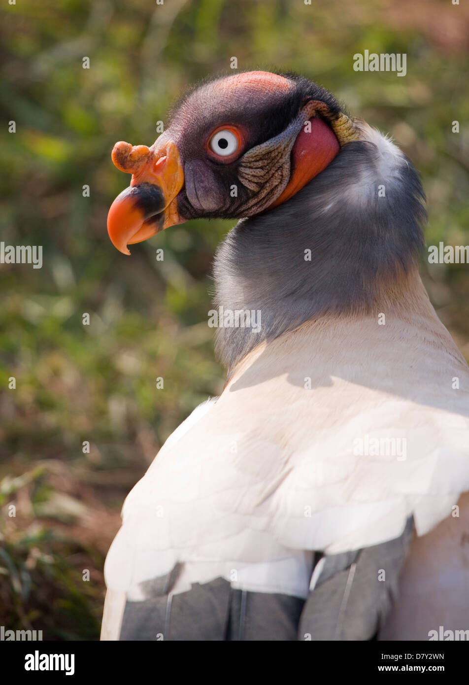 King Vulture Sarcoramphus papa ritratto del singolo adulto UK, Captive Foto Stock