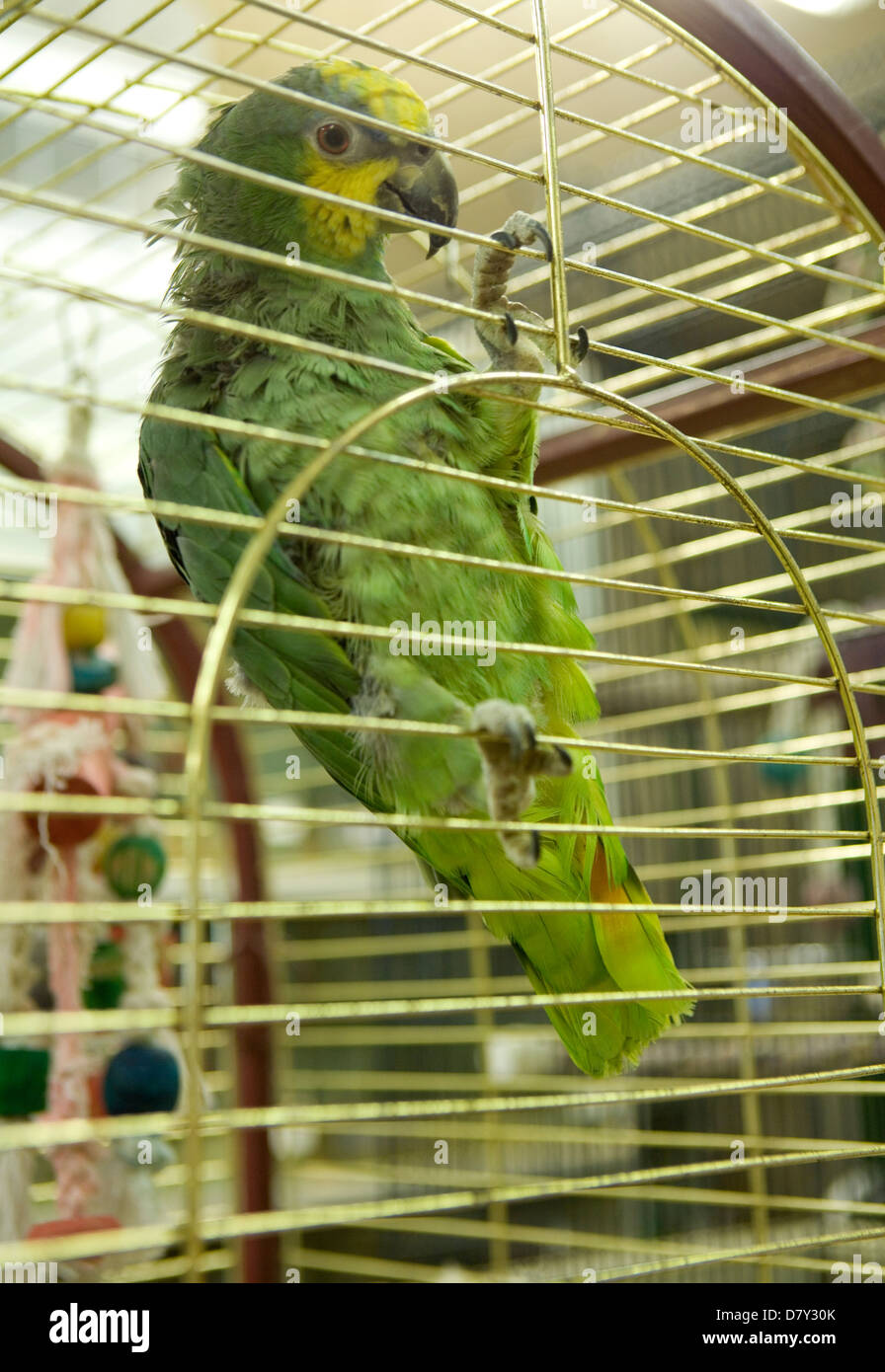 Blue-Fronted Amazon Parrot Amazon aestiva singolo adulto in una gabbia REGNO UNITO Foto Stock