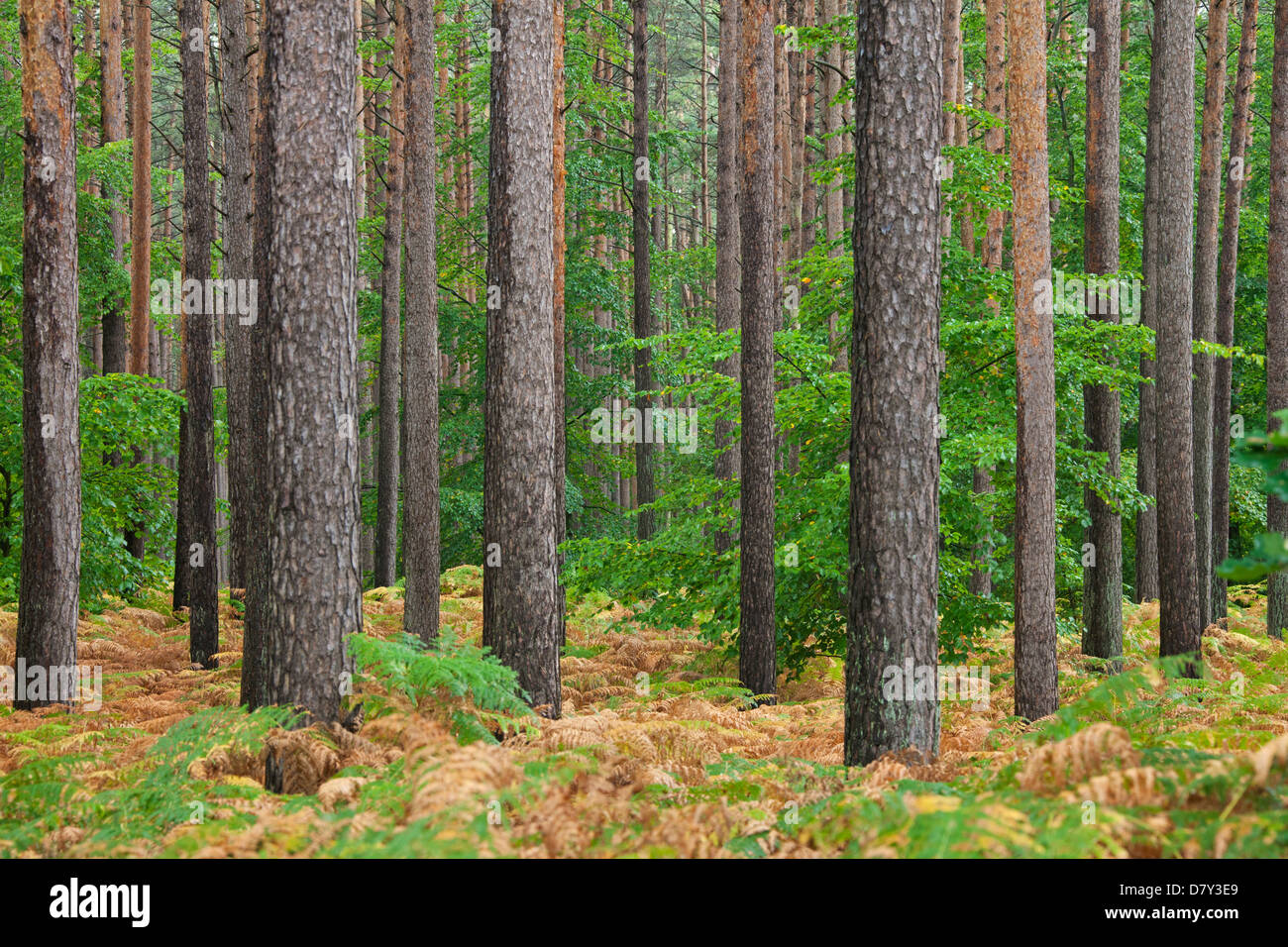 Di Pino silvestre (Pinus sylvestris) e bracken nella foresta di conifere in autunno Foto Stock