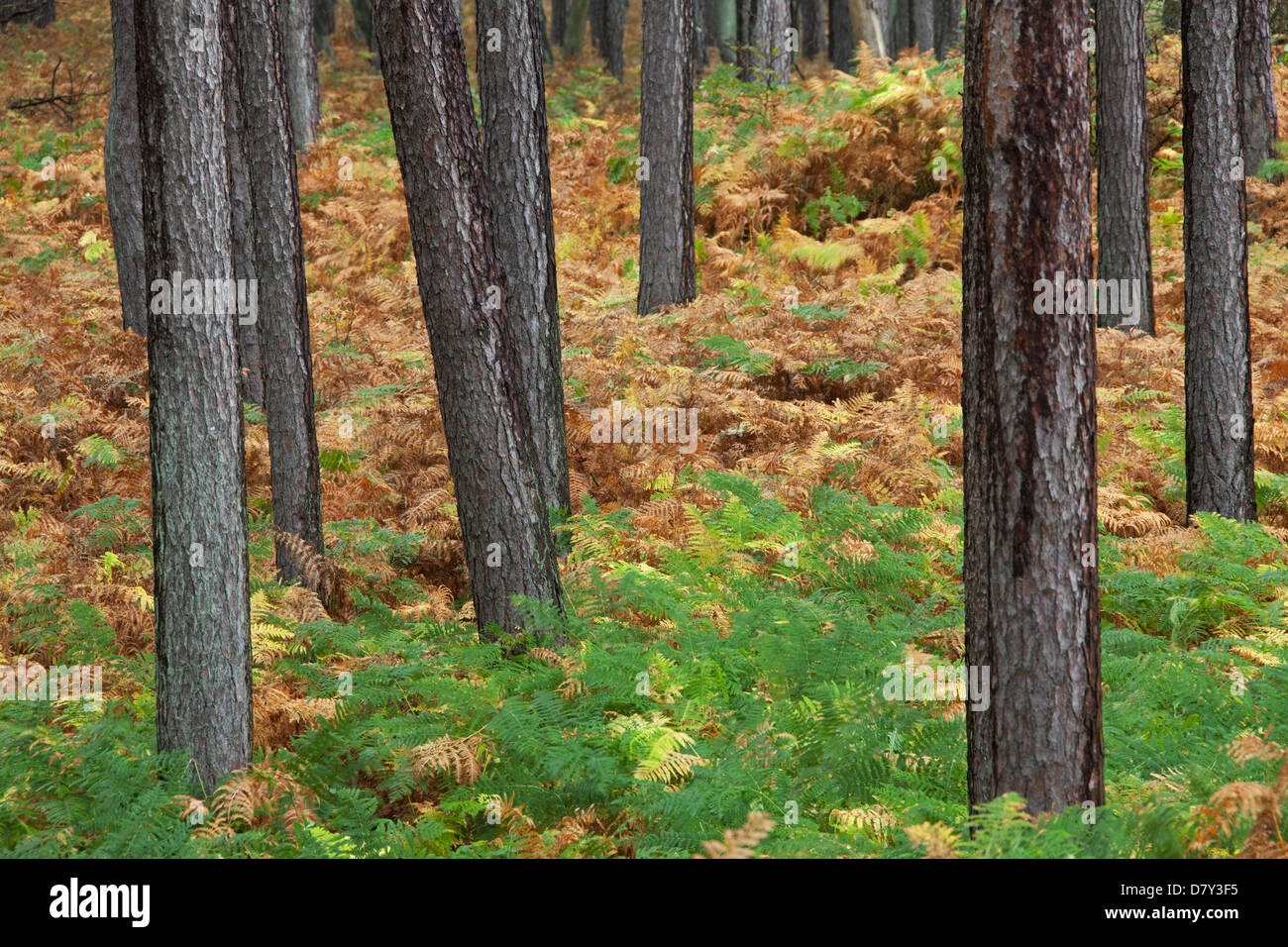 Di Pino silvestre (Pinus sylvestris) e bracken nella foresta di conifere in autunno Foto Stock