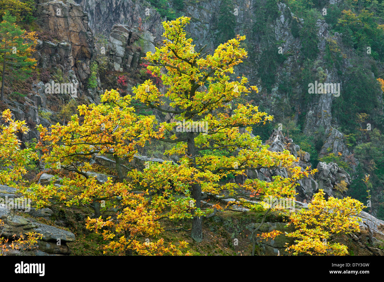 Rovere / Cornish quercia / botti di quercia (Quercus petraea / Quercus sessiliflora) in Autunno colori Foto Stock