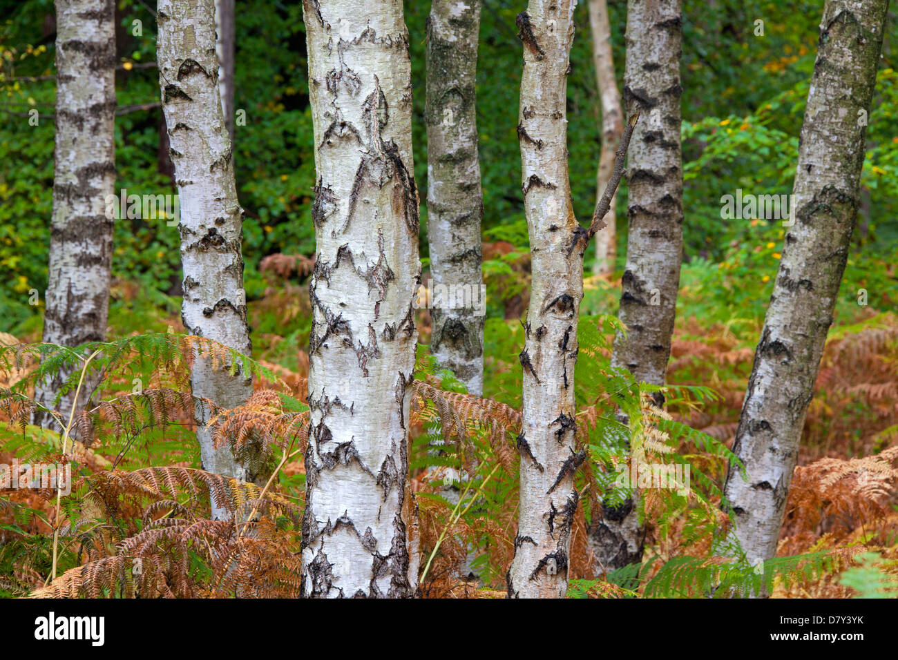 Argento (Betulla Betula pendula / Betula verucosa), tronchi di alberi fra bracken in foresta Foto Stock