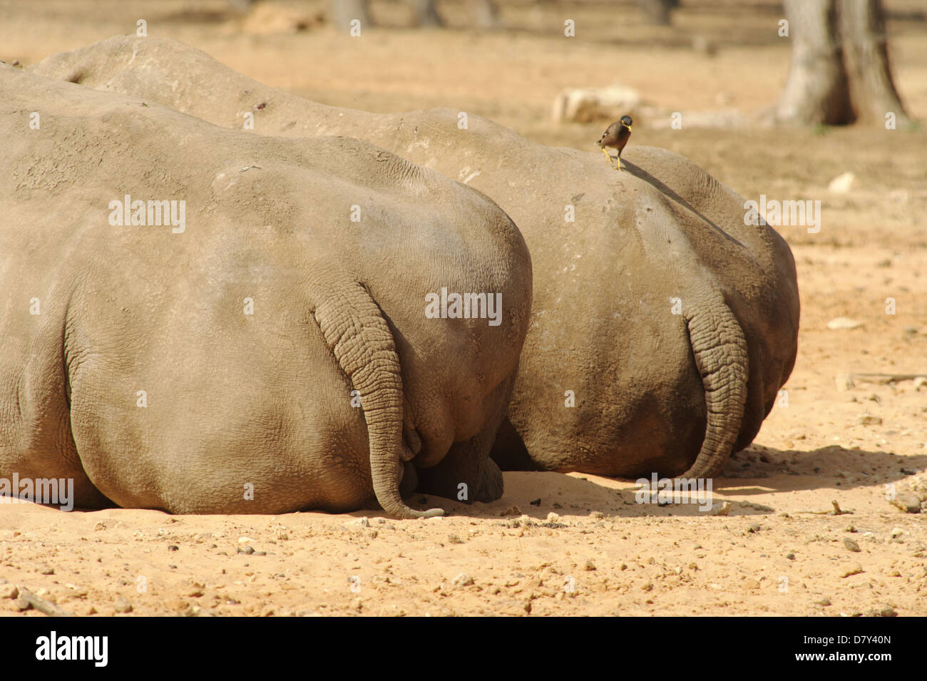 Rhinoceros rhino in safari Foto Stock