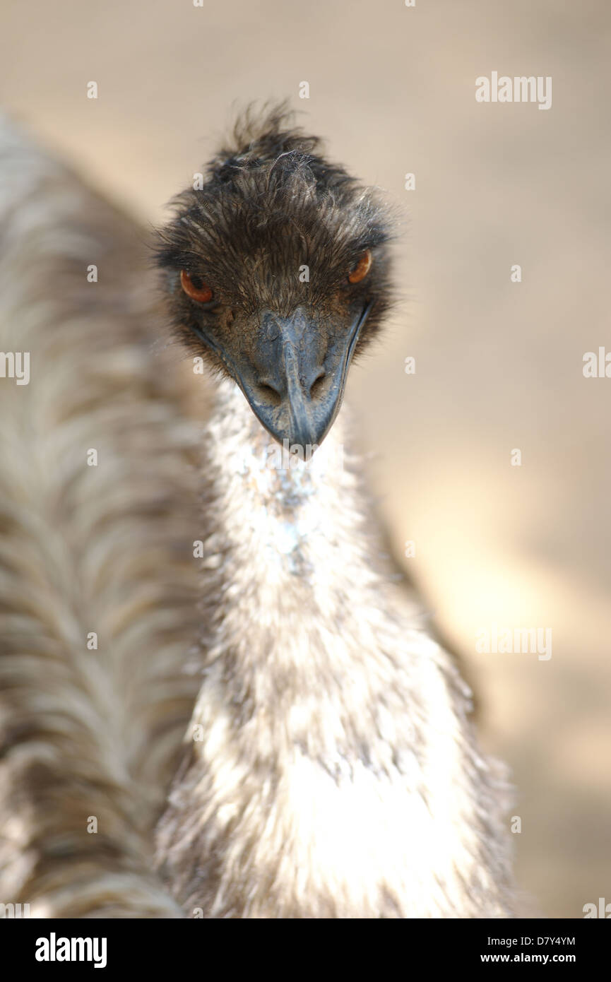 Animale in safari, peacock Foto Stock