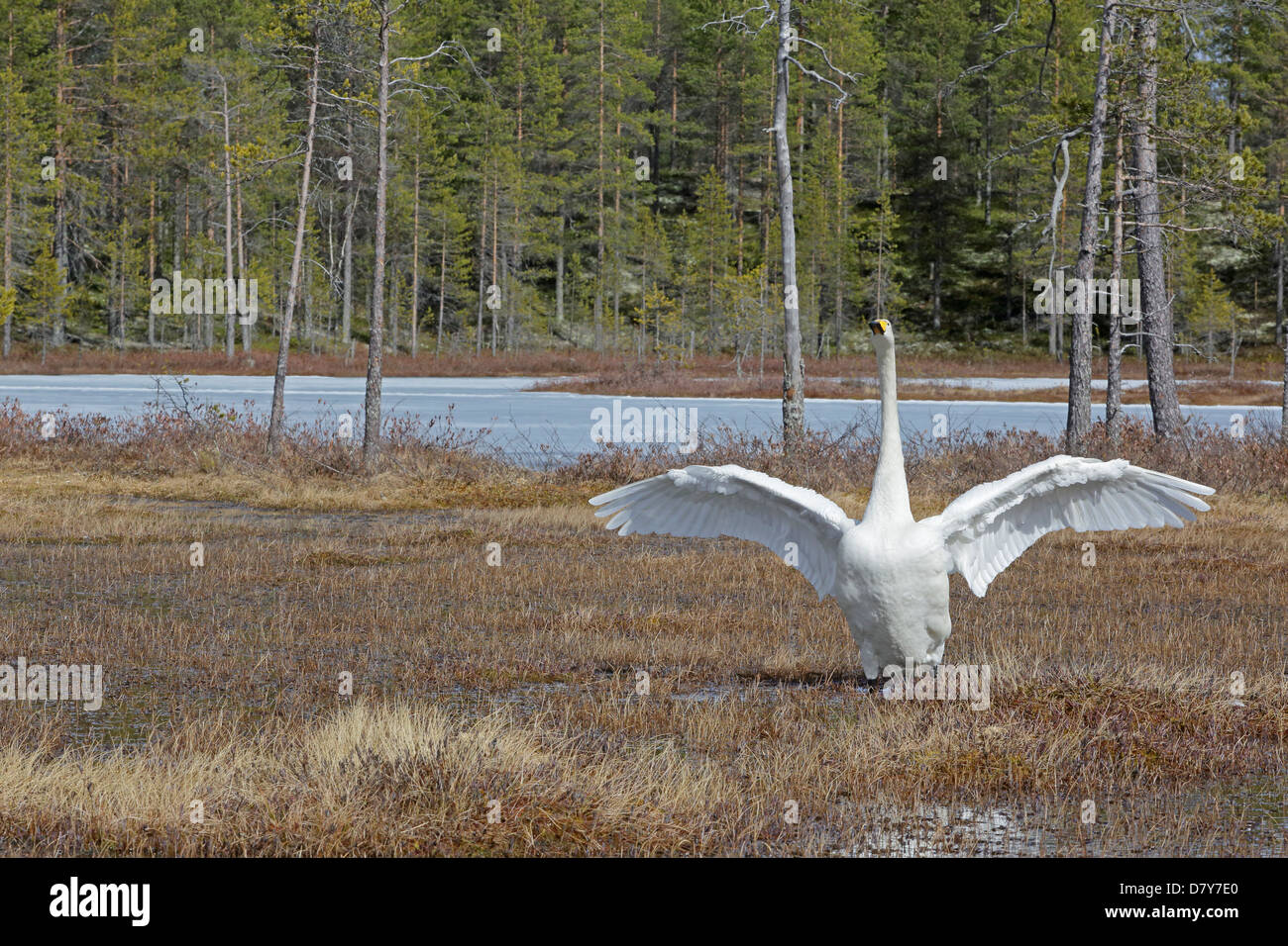 Whooper Swan sbattimenti le sue ali su una palude in Finlandia Foto Stock