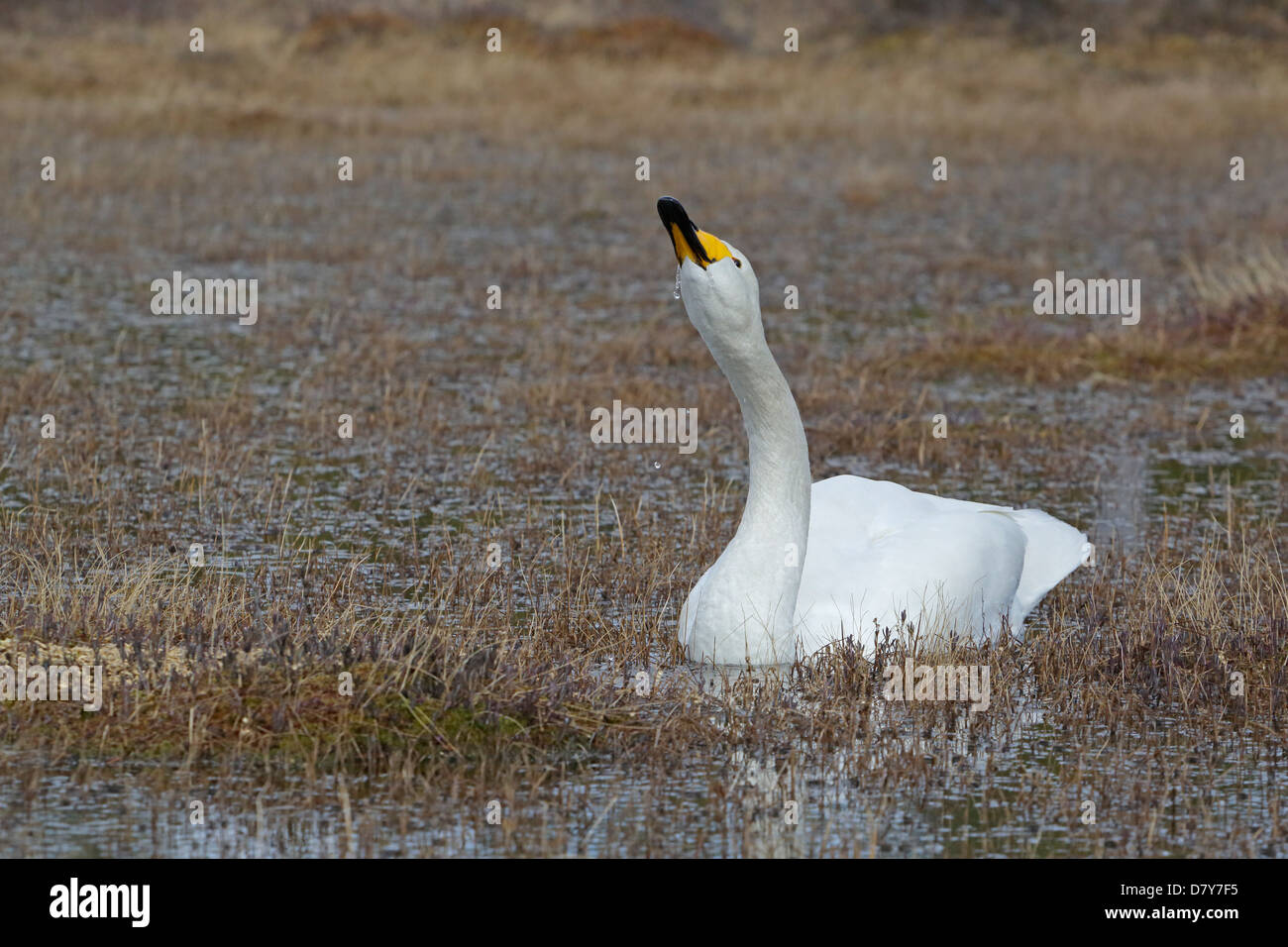 Whooper Swan bere Foto Stock