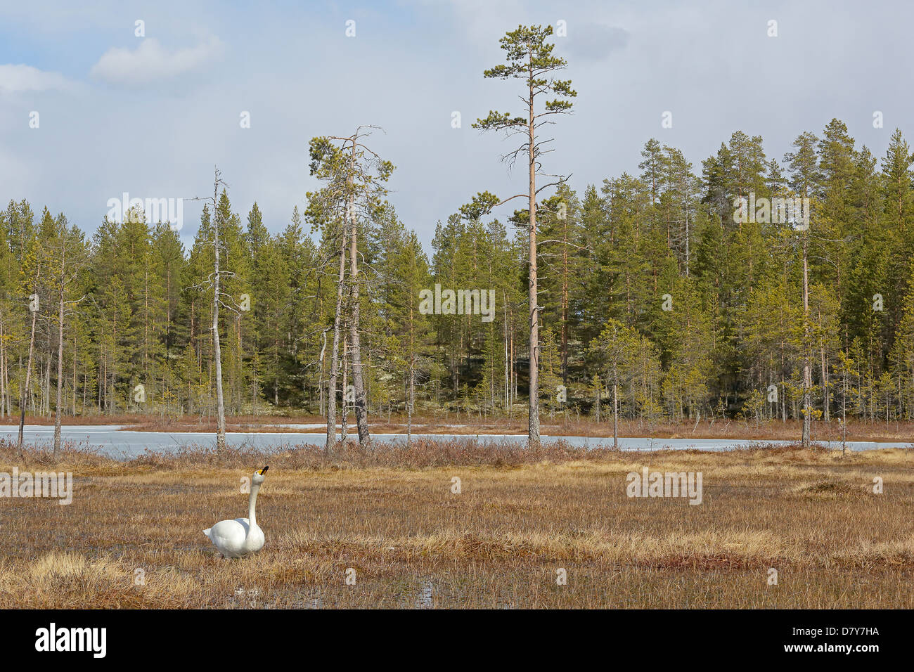 Whooper Swan su una palude in Finlandia Foto Stock