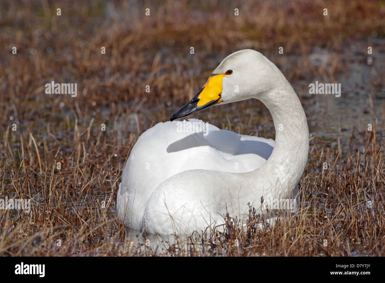 Cigno selvatico Foto Stock