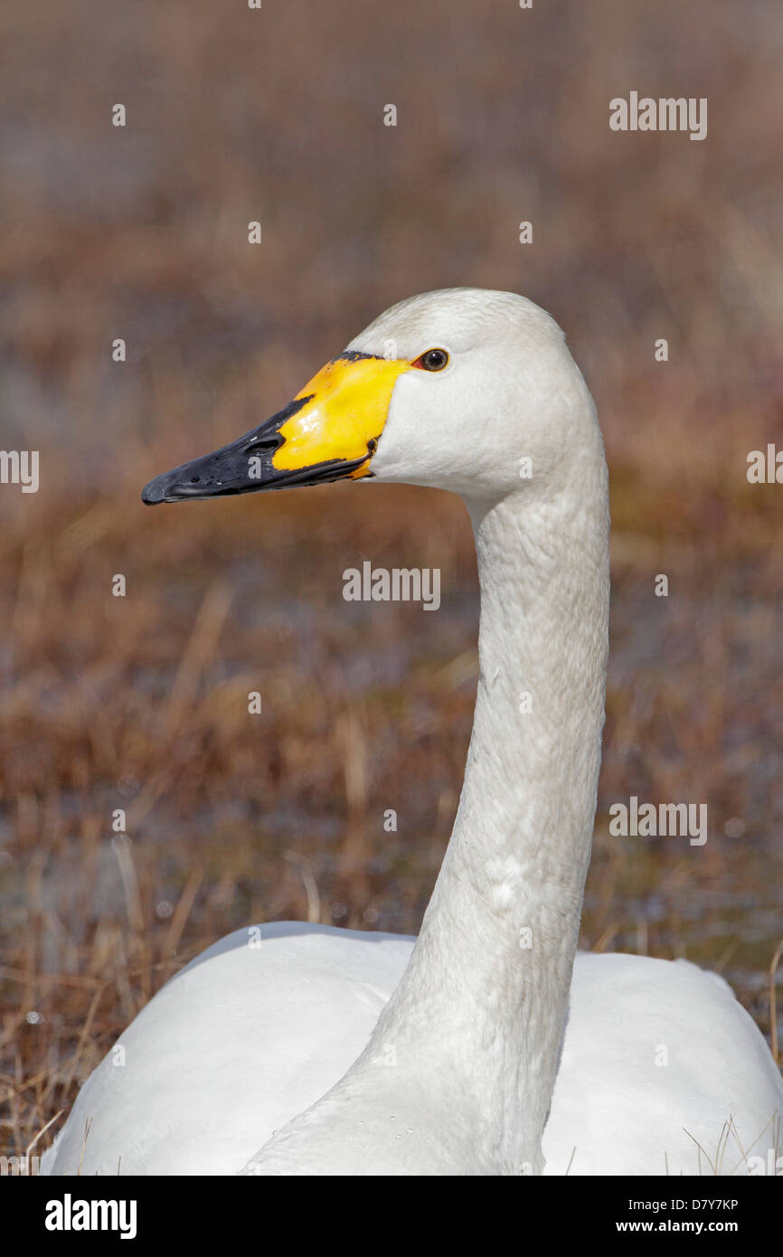 Cigno selvatico Foto Stock