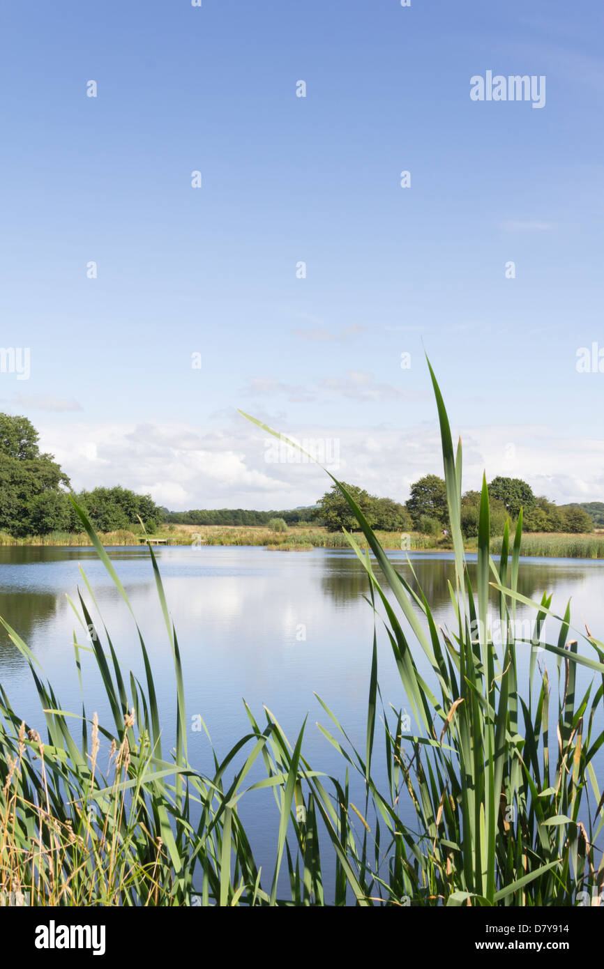 Parte di Brockholes riserva naturale vicino a Preston acquistato e creato dalla Lancashire Wildlife Trust da cave di ghiaia dismesse. Foto Stock