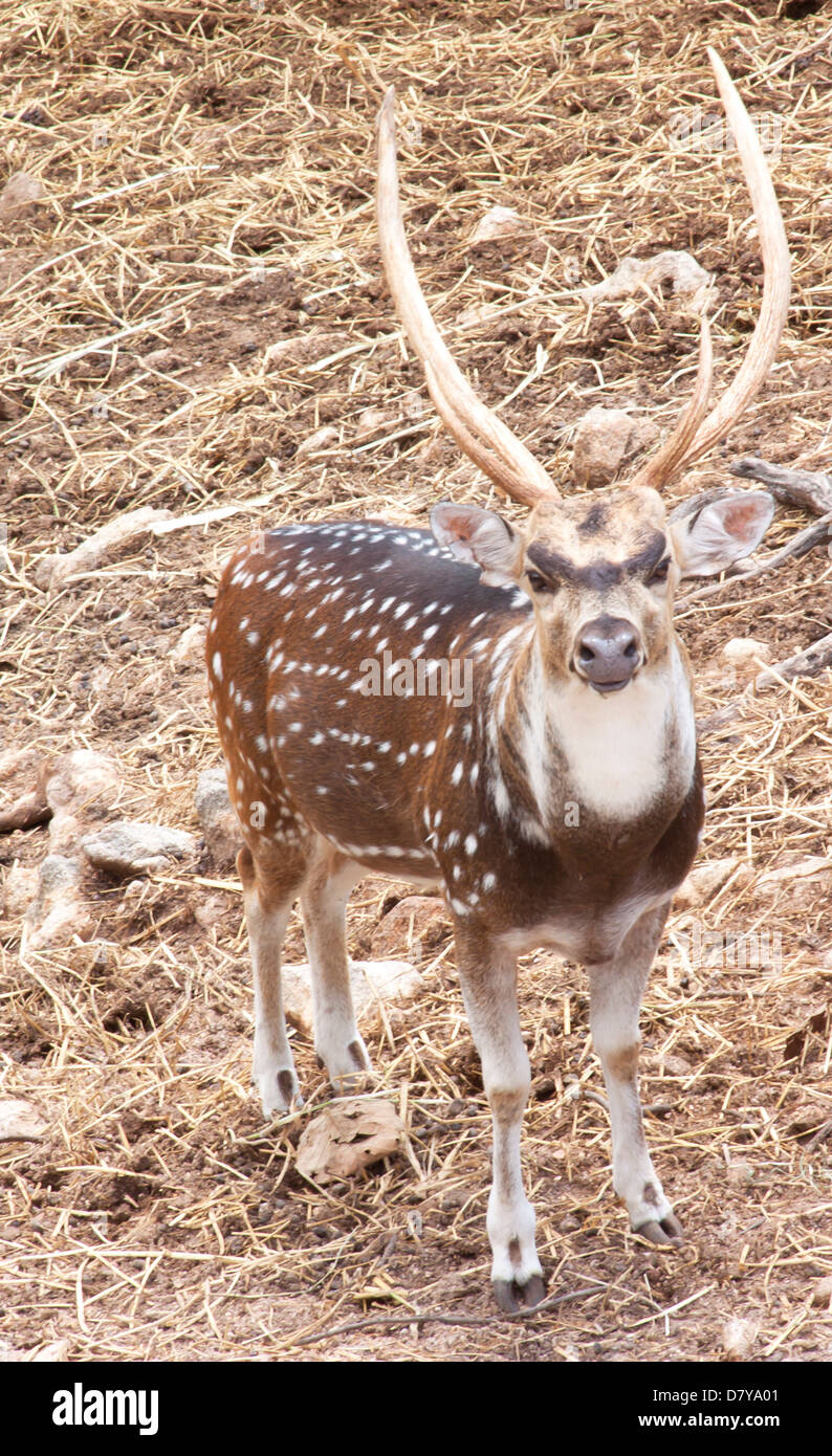 Deer fauna animale mammifero naturali. Specie di colore grigio. Foto Stock