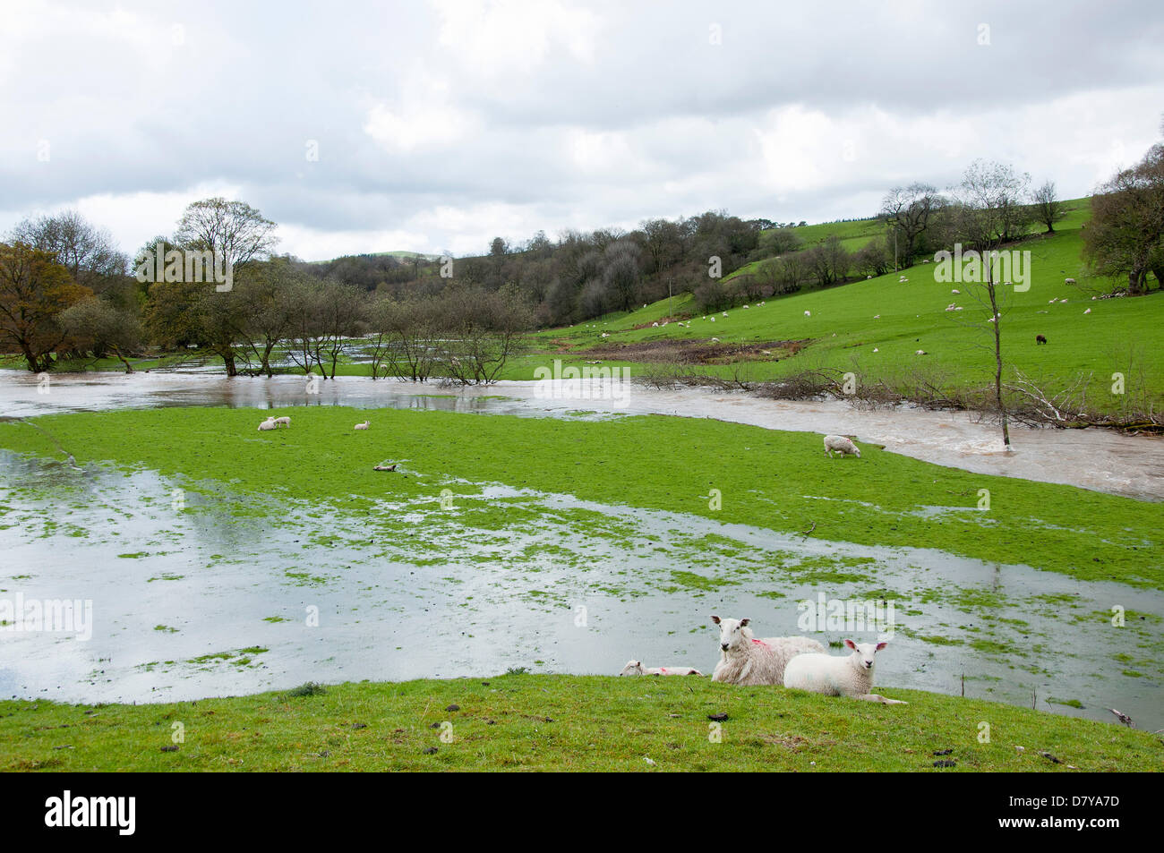 Powys, Wales, Regno Unito. Il 15 maggio 2013. Il fiume Ithon scoppia la sua banca vicino a Newtown. In questi ultimi giorni le parti del Galles hanno sperimentato la pioggia torrenziale con neve e temperature di zero sulla terra superiore. Credito: Graham M. Lawrence/Alamy Live News. Foto Stock