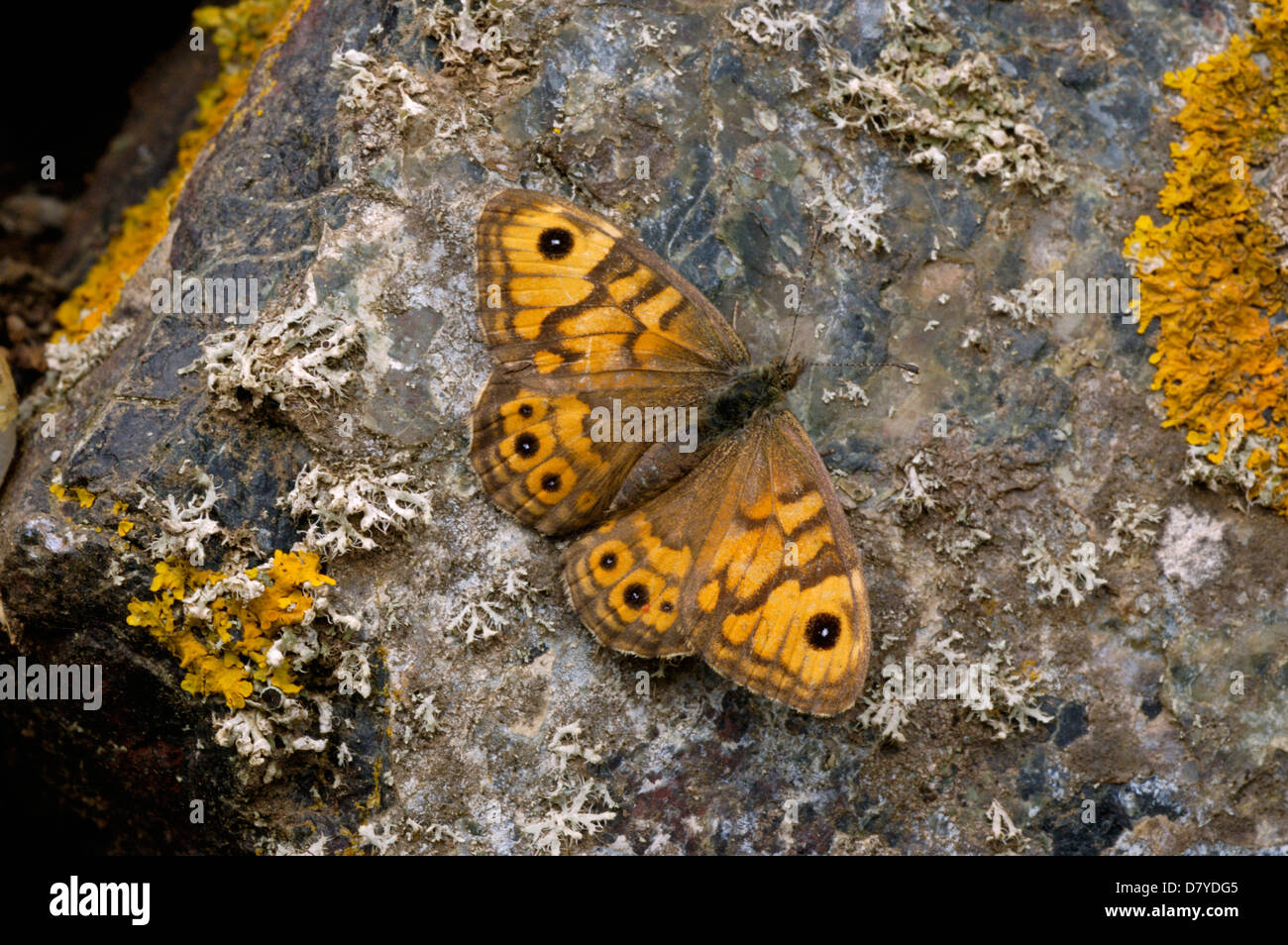 Parete farfalla marrone (Lasiommata megera: Nymphalidae Satyrinae;), crogiolarvi al sole su una roccia REGNO UNITO Foto Stock