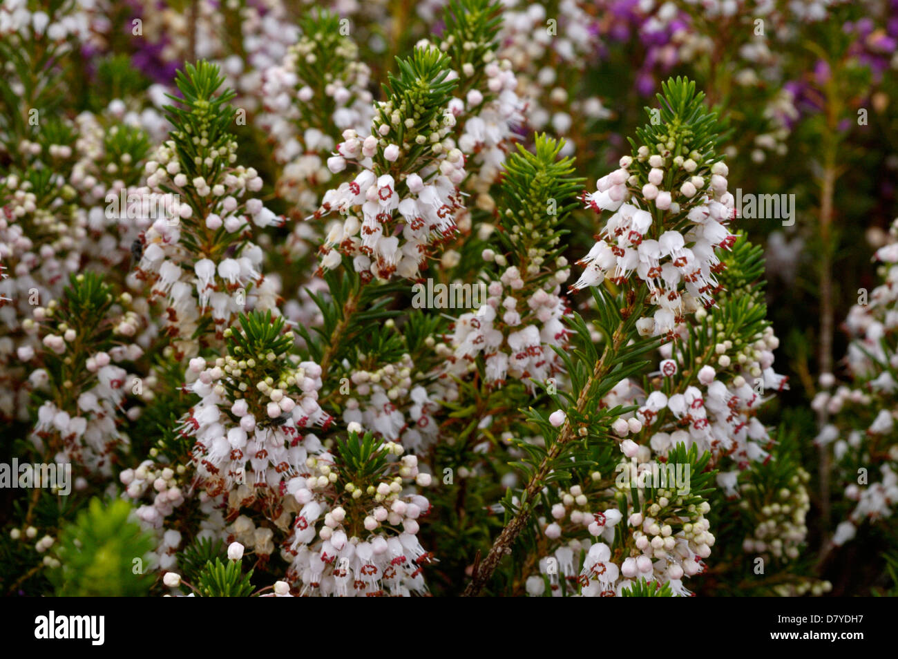 Cornish heath (Erica vagans: Ericaceae), la lucertola, Cornwall Regno Unito Foto Stock