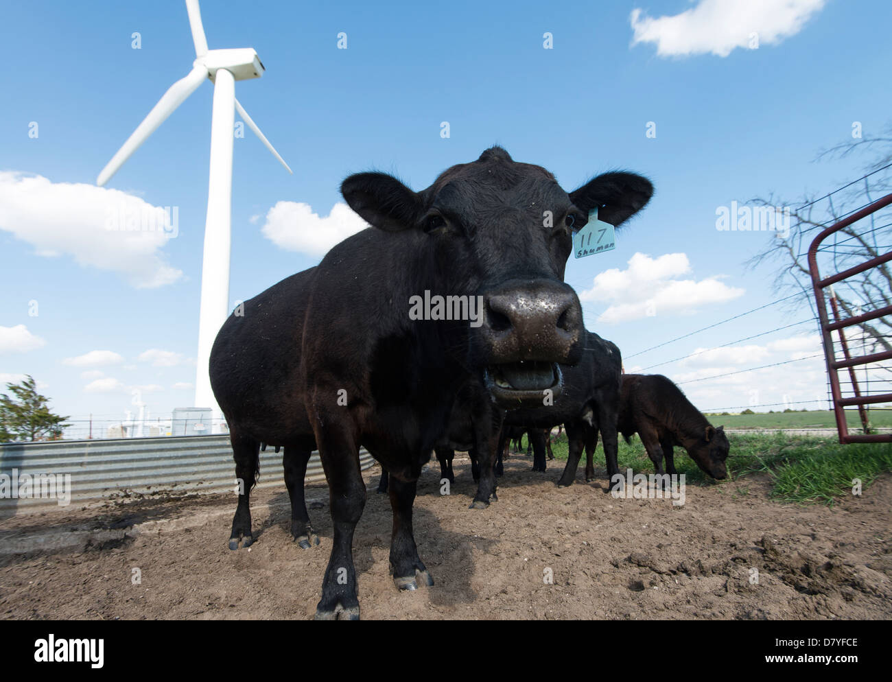 Angus bestiame in un trogolo di acqua nei pressi di un generatore di potenza elettrica in mulino a vento western Oklahoma Foto Stock