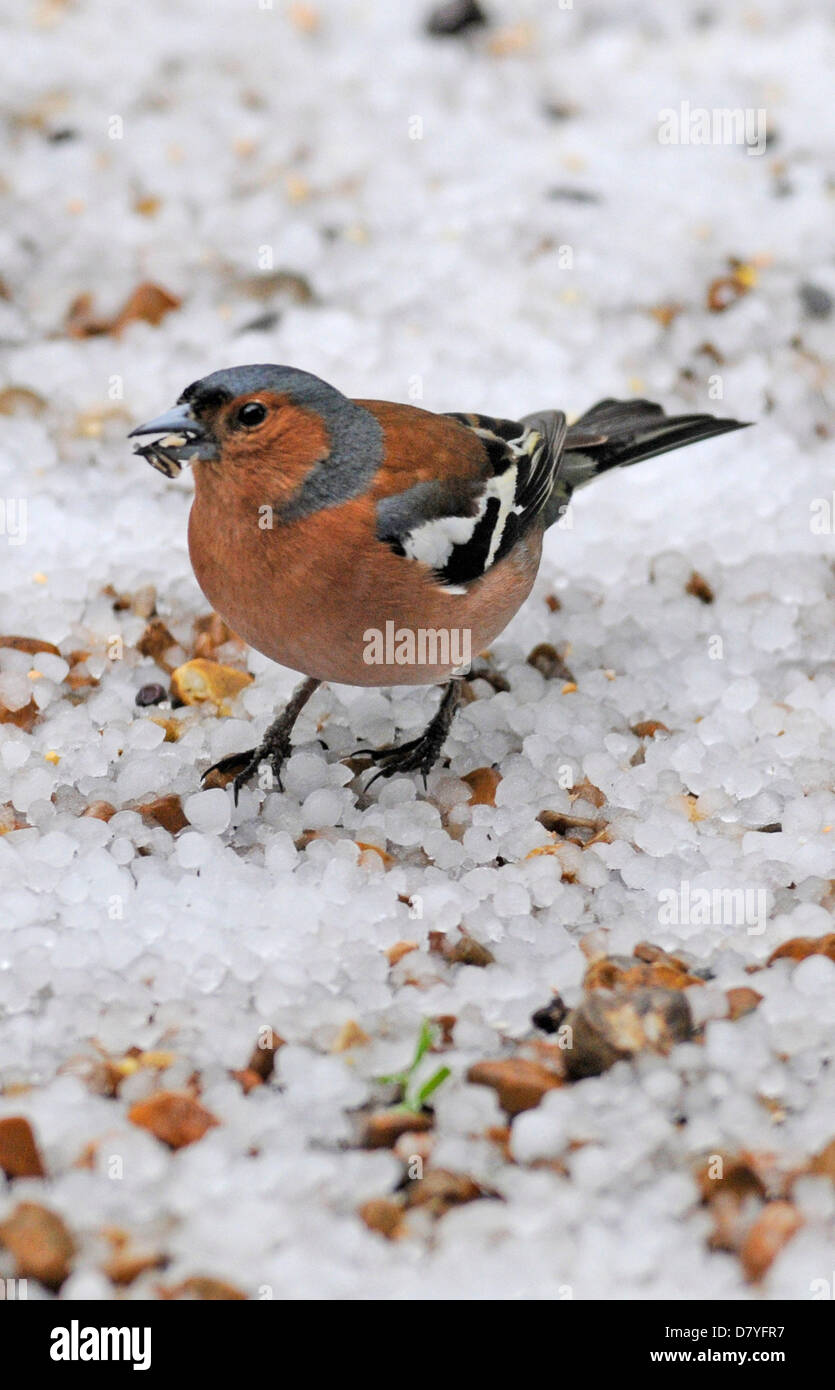 West Sussex, Regno Unito. 15 Maggio, 2013. Uccelli selvatici come questo maschio fringuello stanno avendo un momento difficile con la feroce grandinate che colpiscono il Regno Unito oggi- questa scena come neve è stata presa nel West Sussex. Foto Stock