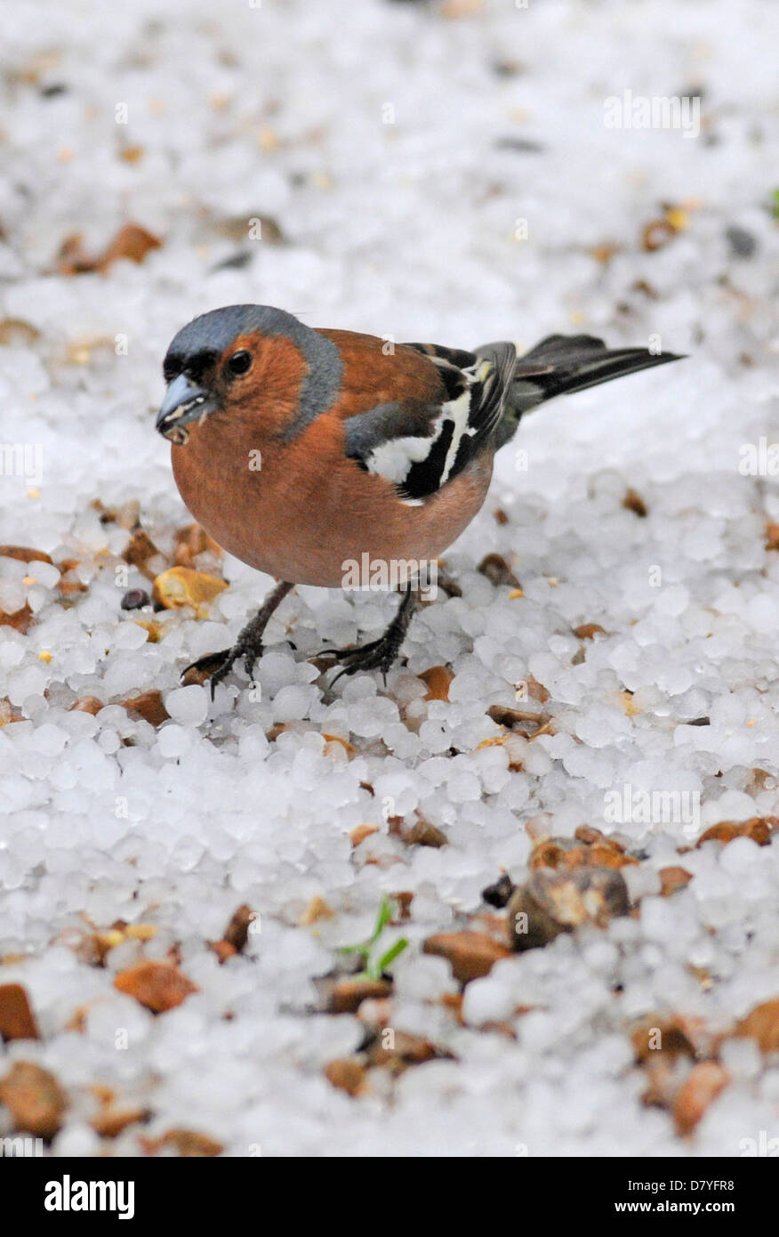 West Sussex, Regno Unito. 15 Maggio, 2013. Uccelli selvatici come questo maschio fringuello stanno avendo un momento difficile con la feroce grandinate che colpiscono il Regno Unito oggi- questa scena come neve è stata presa nel West Sussex. Foto Stock