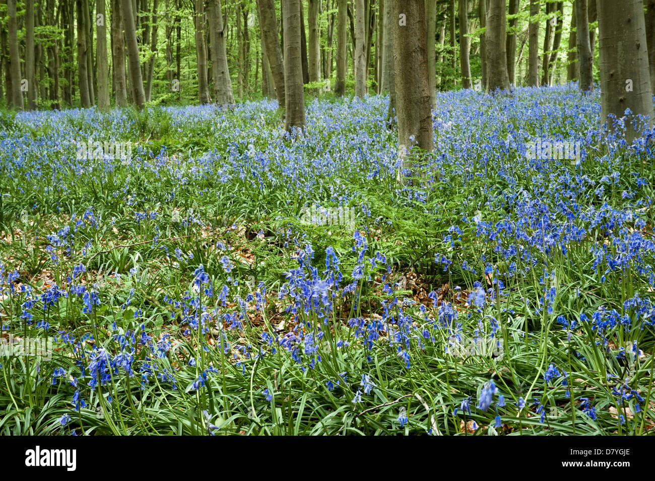 Bluebells inglese Foto Stock