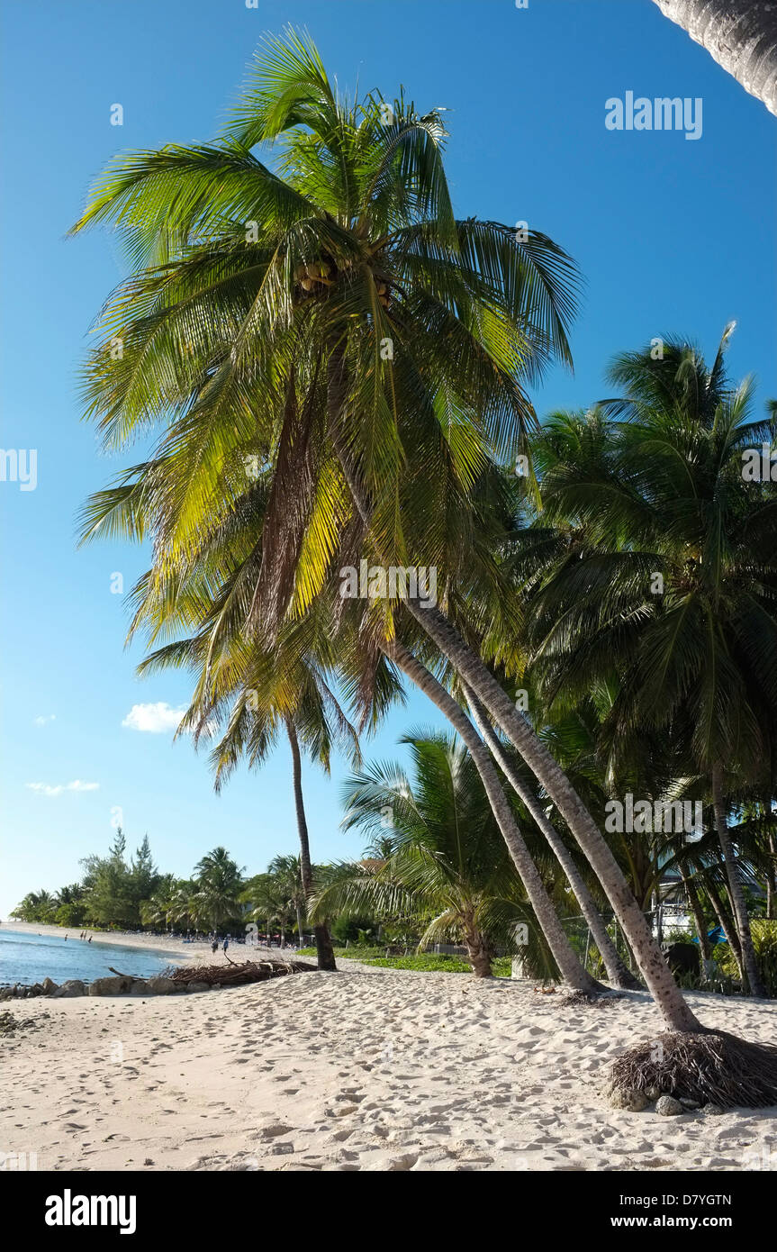 Palme e spiaggia sulla costa meridionale delle Barbados, Indie occidentali Foto Stock