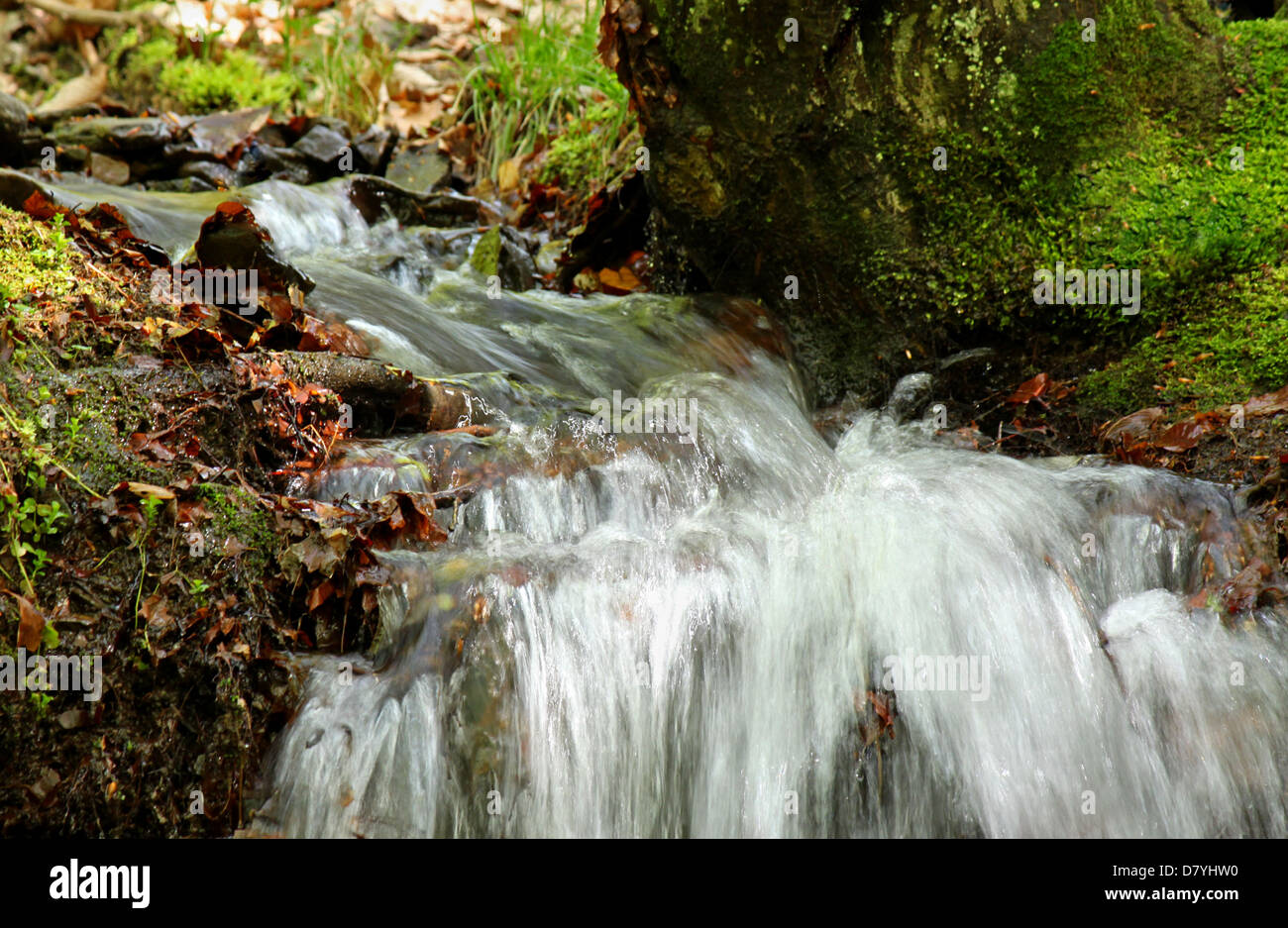 Close up brook nella foresta Foto Stock