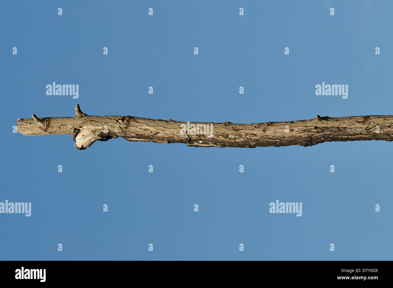 Bastone di legno contro il cielo blu sullo sfondo. Albero sfrondato dettaglio ramo. Foto Stock