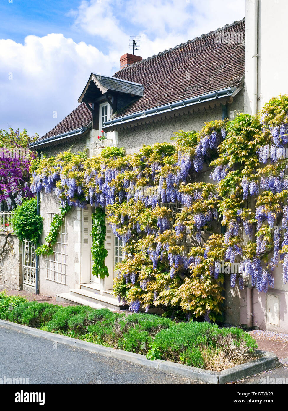 Il francese town house coperti con blu fioritura Wisteria vite rampicante - Francia. Foto Stock
