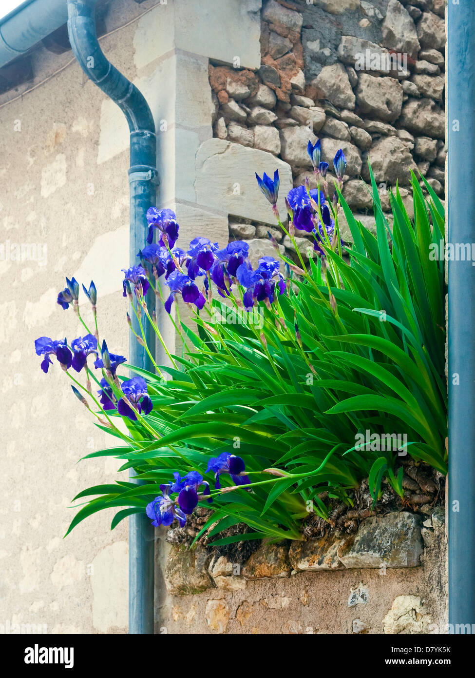 Iride fiori crescono su parete alta - Francia. Foto Stock