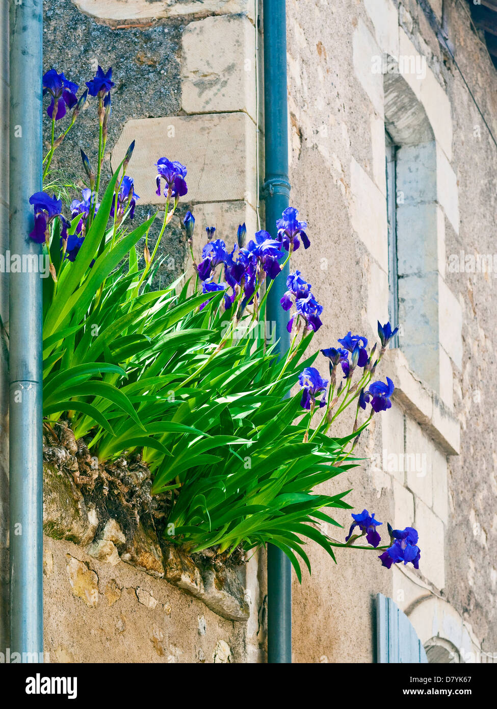 Iride fiori crescono su parete alta - Francia. Foto Stock