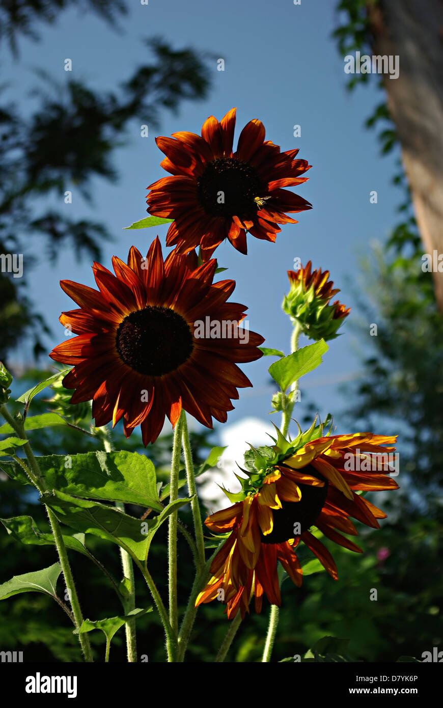 Big Red girasoli contro il cielo blu e chiaro al giorno d'estate e di sole. Foto Stock